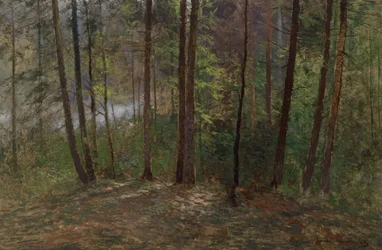 Intérieur de forêt